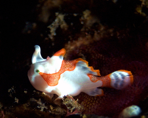 Baby clown frogfish